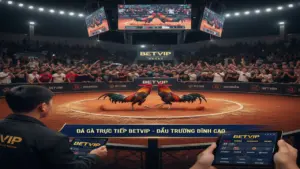 Top Sảnh Đá Gà Trực Tiếp Betvip - Đấu Trường Kê Vương Đỉnh Cao